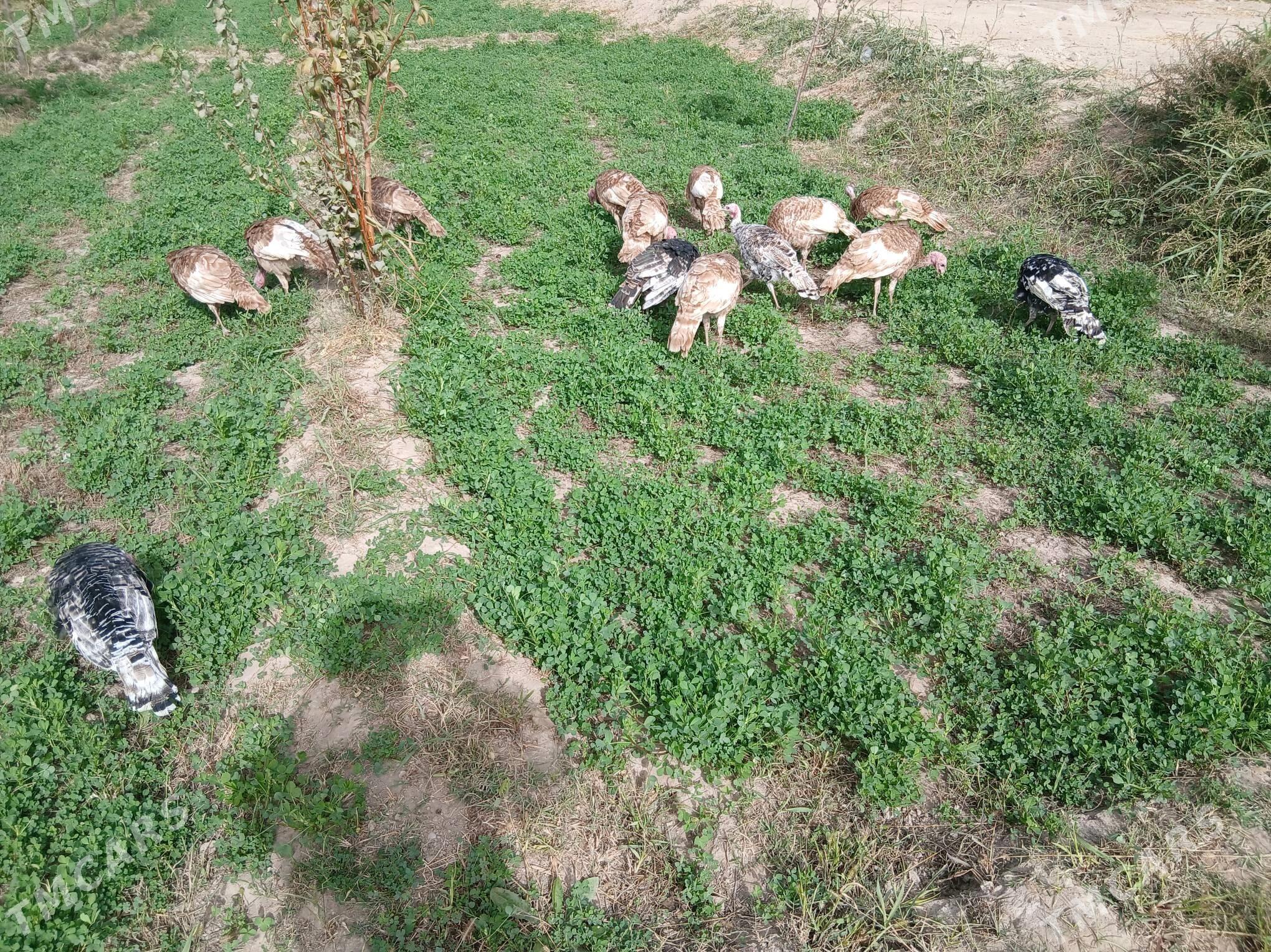 owgan paroda induklar - Сакар - img 1