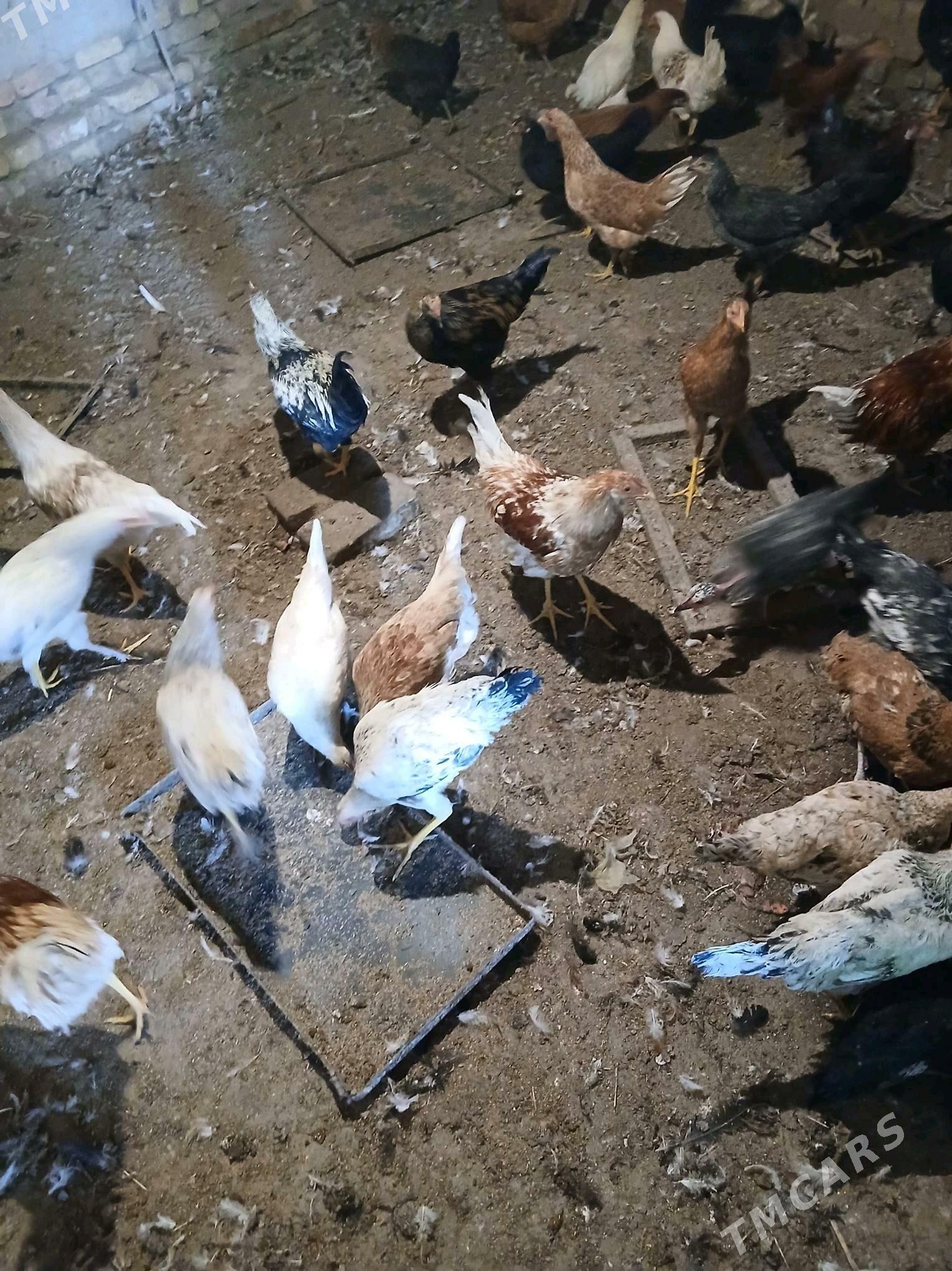 Yash towuk - Sakar - img 2