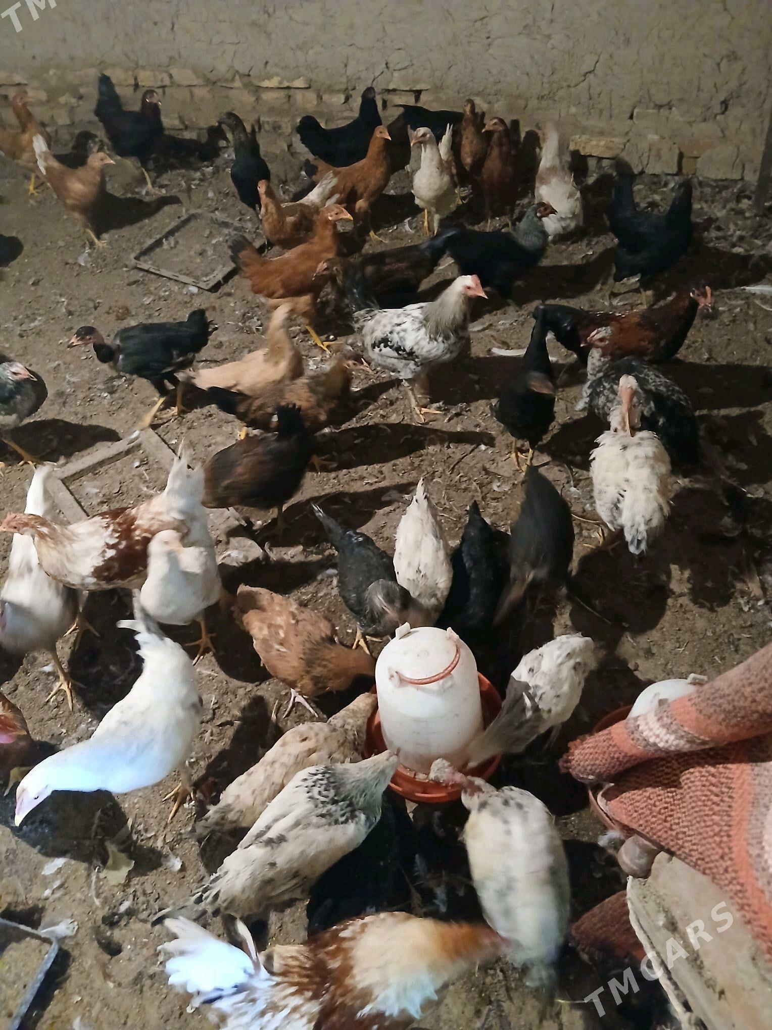 Yash towuk - Sakar - img 6