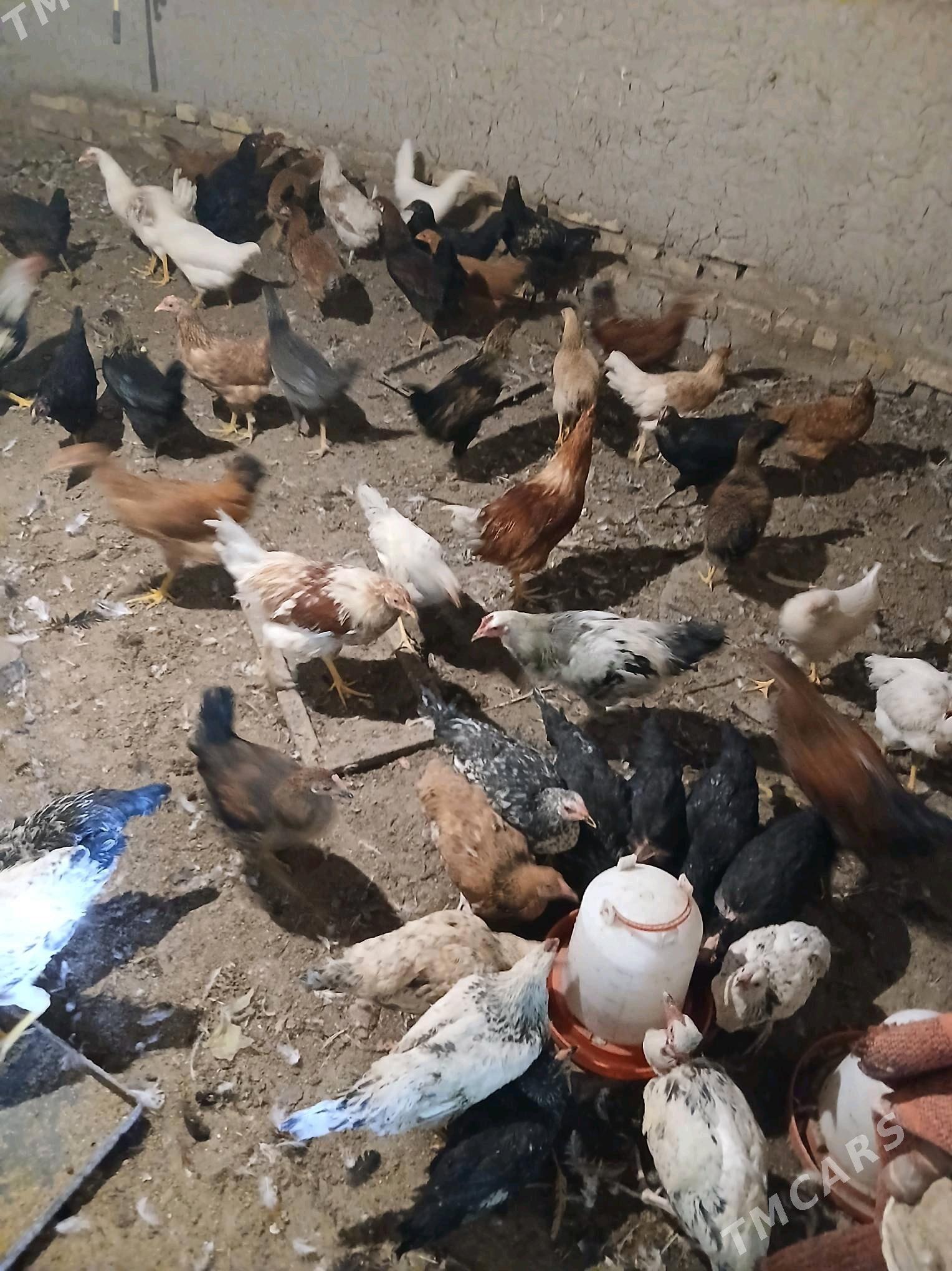 Yash towuk - Sakar - img 5