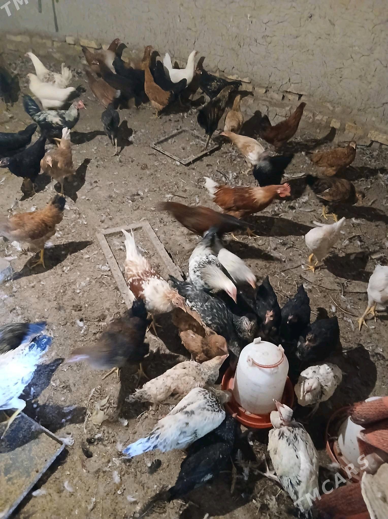 Yash towuk - Sakar - img 4