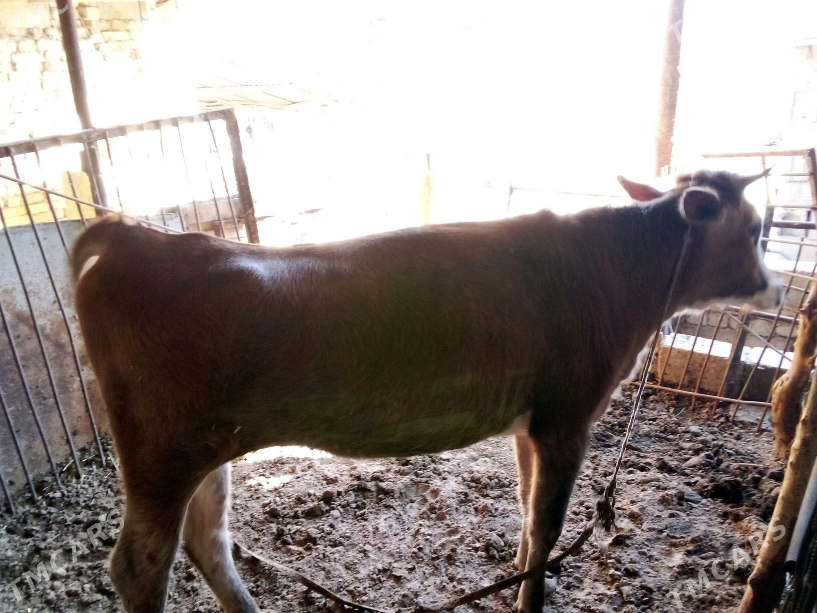 Sygyr - Теджен - img 2