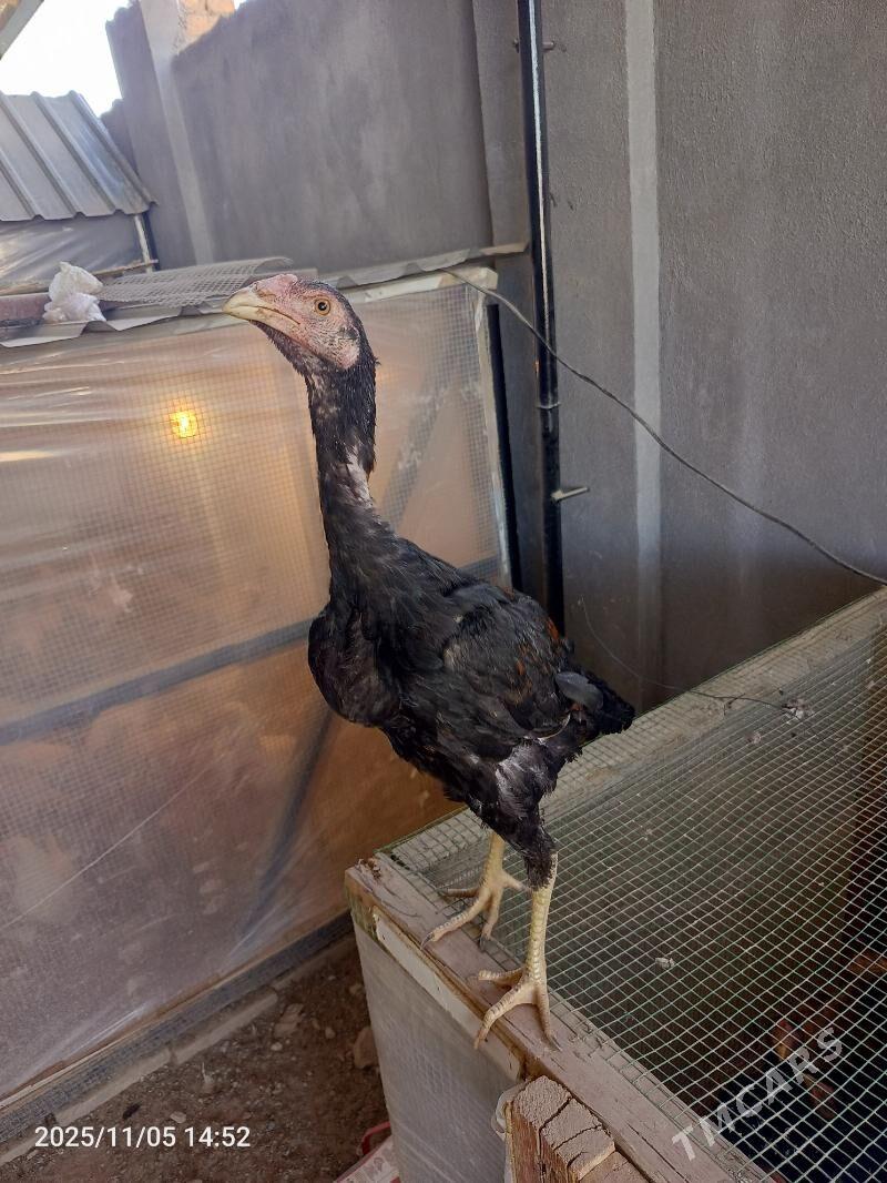 jüje - Farap - img 2