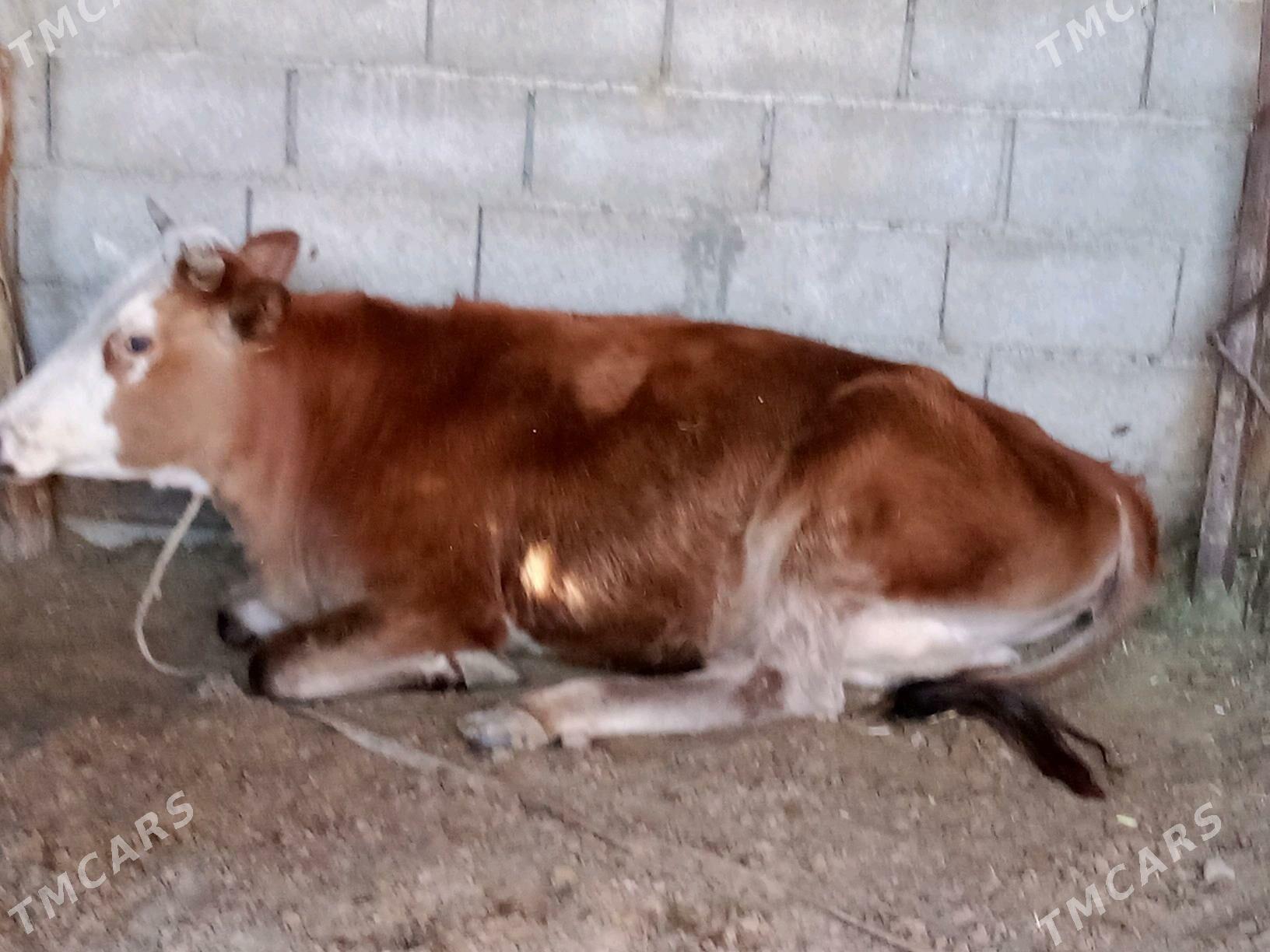 Sygyr - Теджен - img 3