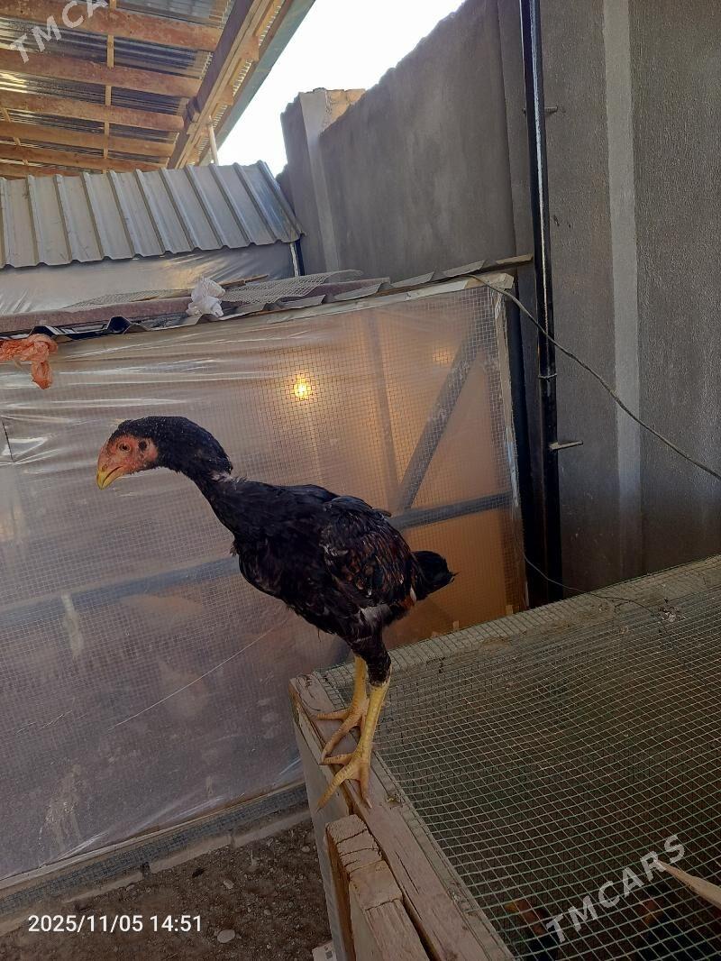 jüje - Farap - img 3