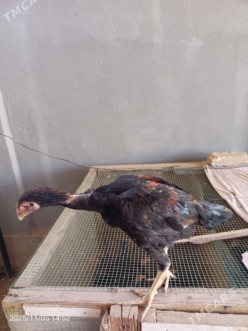 jüje - Farap - img 6