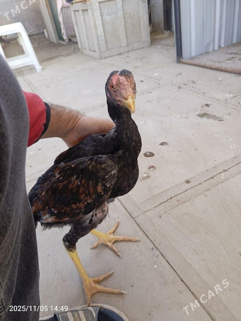 jüje - Farap - img 7