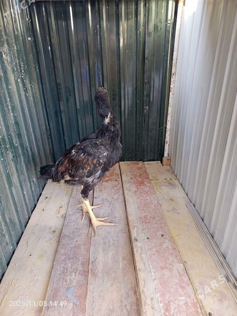 jüje - Farap - img 5