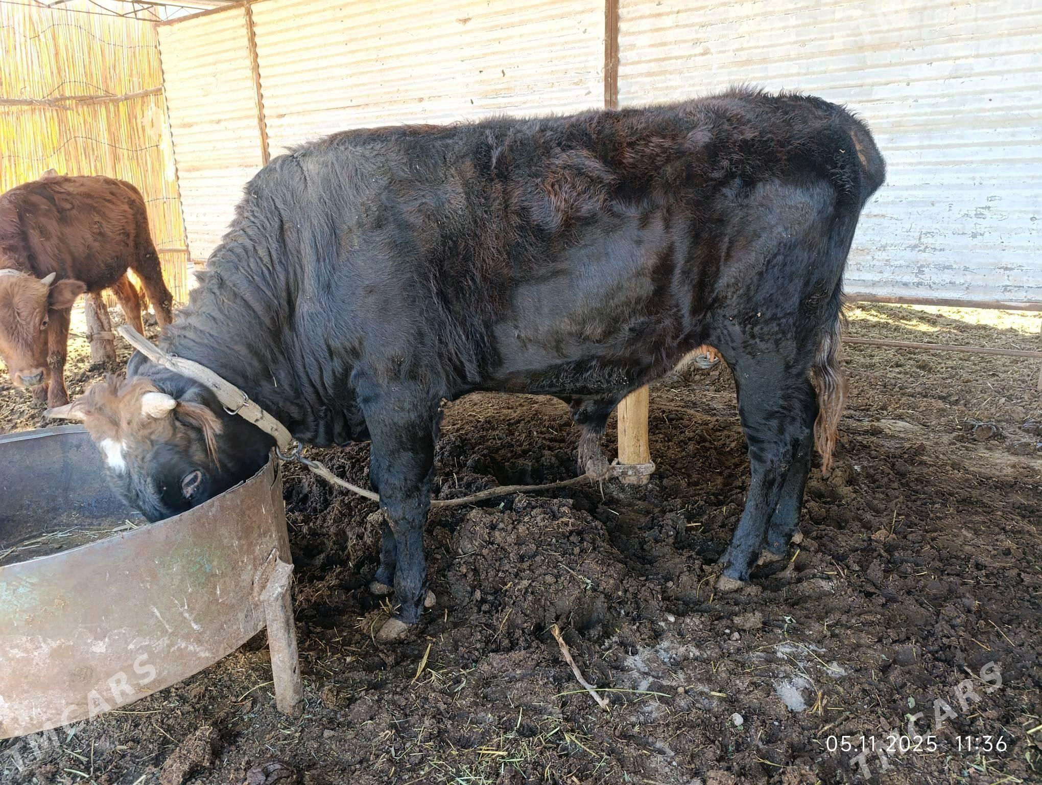 bakylan okuz - Murgap - img 1