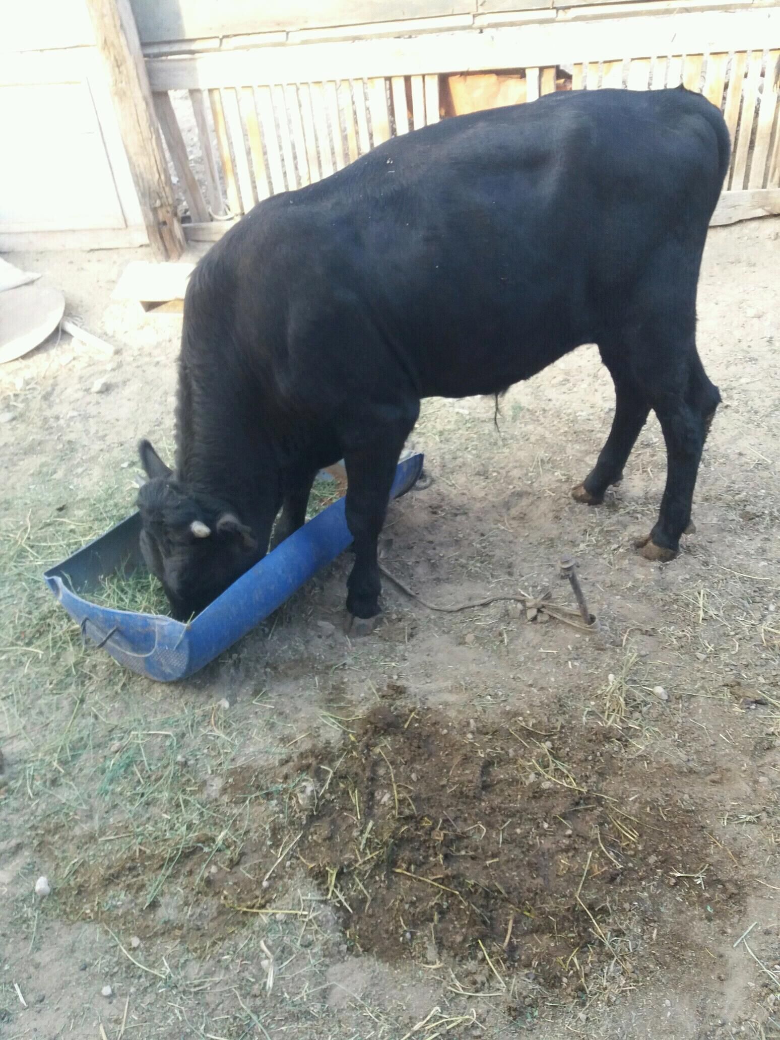 öküz sygyr - Туркменбаши - img 5