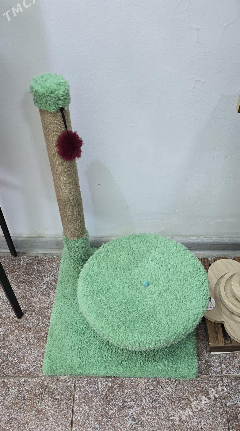 когтеточки - Ашхабад - img 6