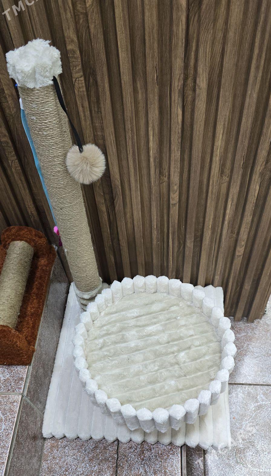 когтеточки - Ашхабад - img 8