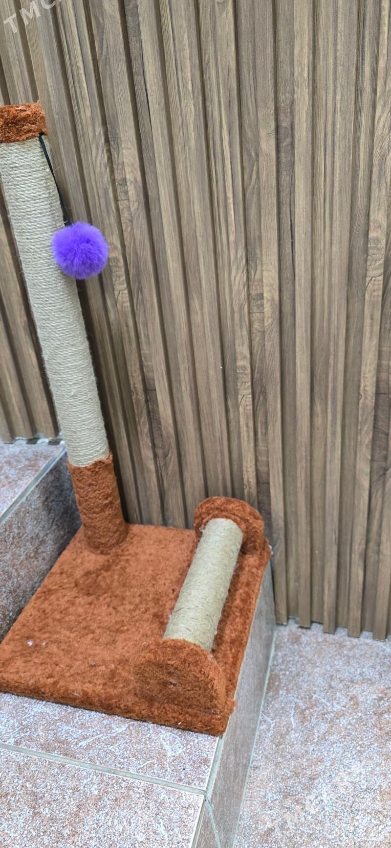 когтеточки - Ашхабад - img 7