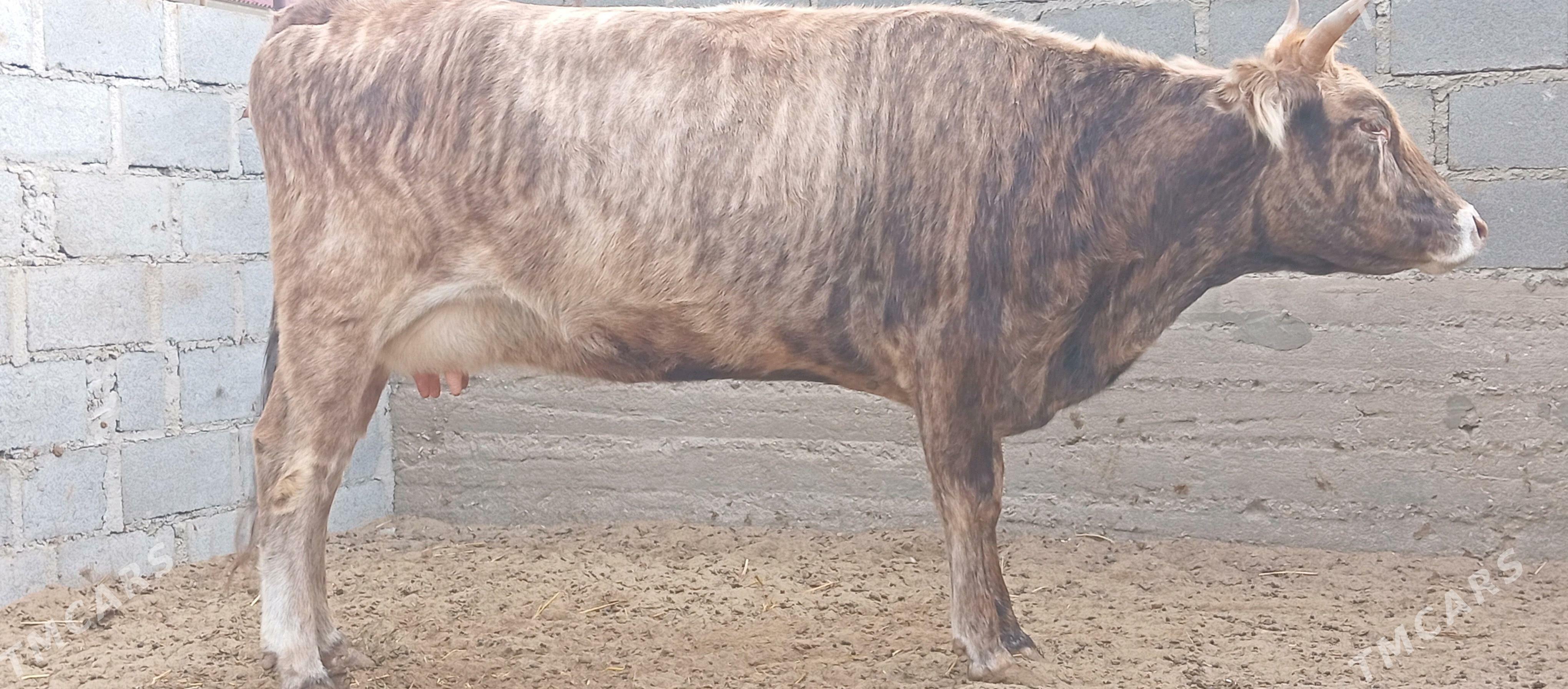 Sygyr - Гумдаг - img 4