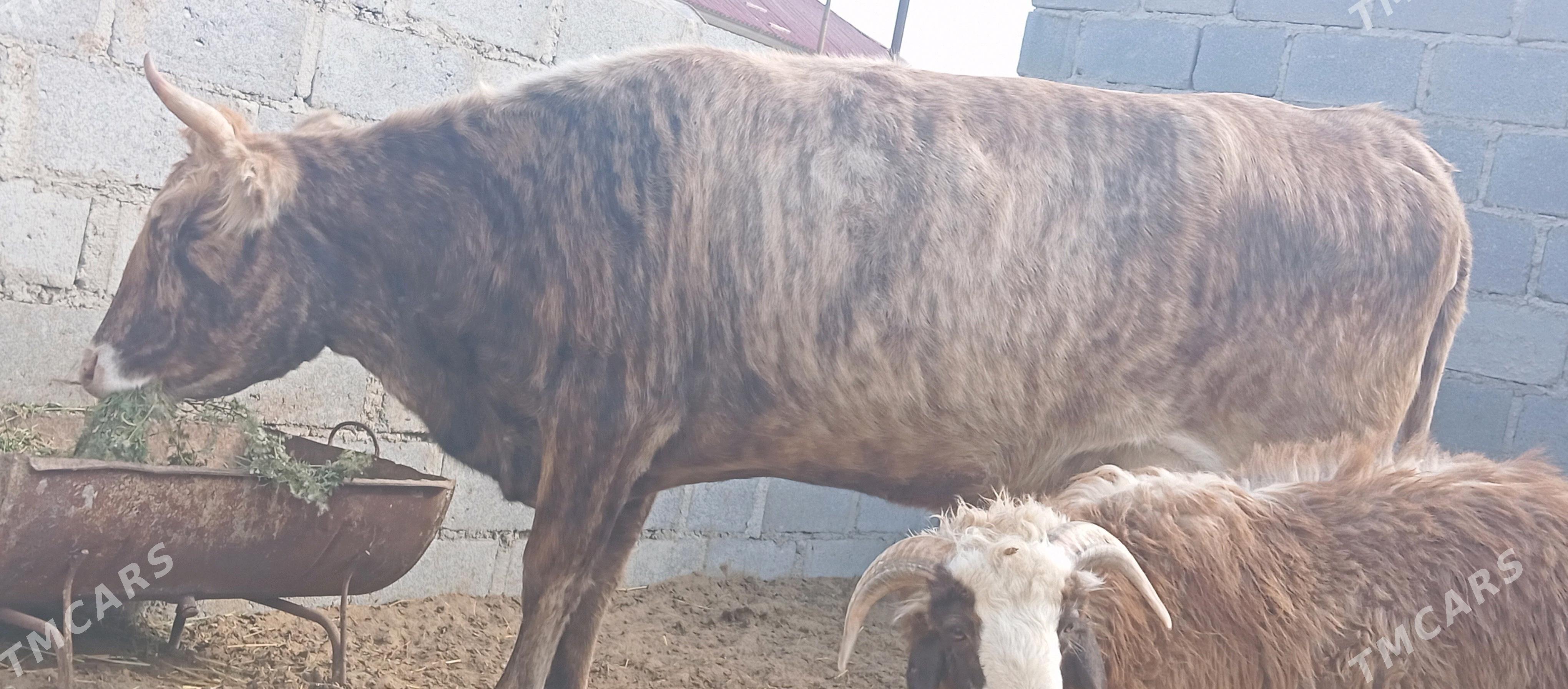 Sygyr - Гумдаг - img 2