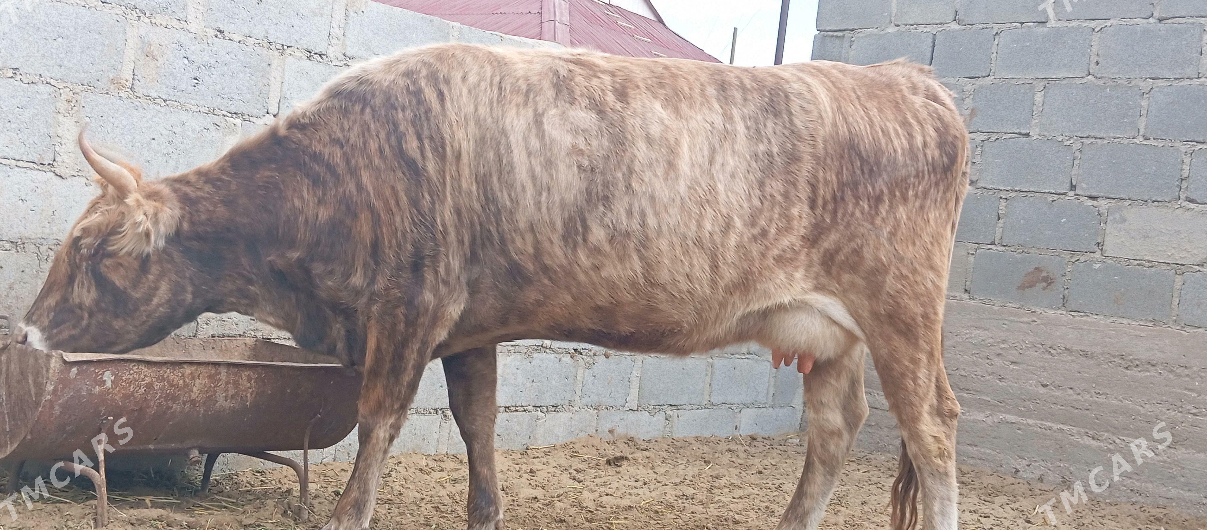 Sygyr - Гумдаг - img 6