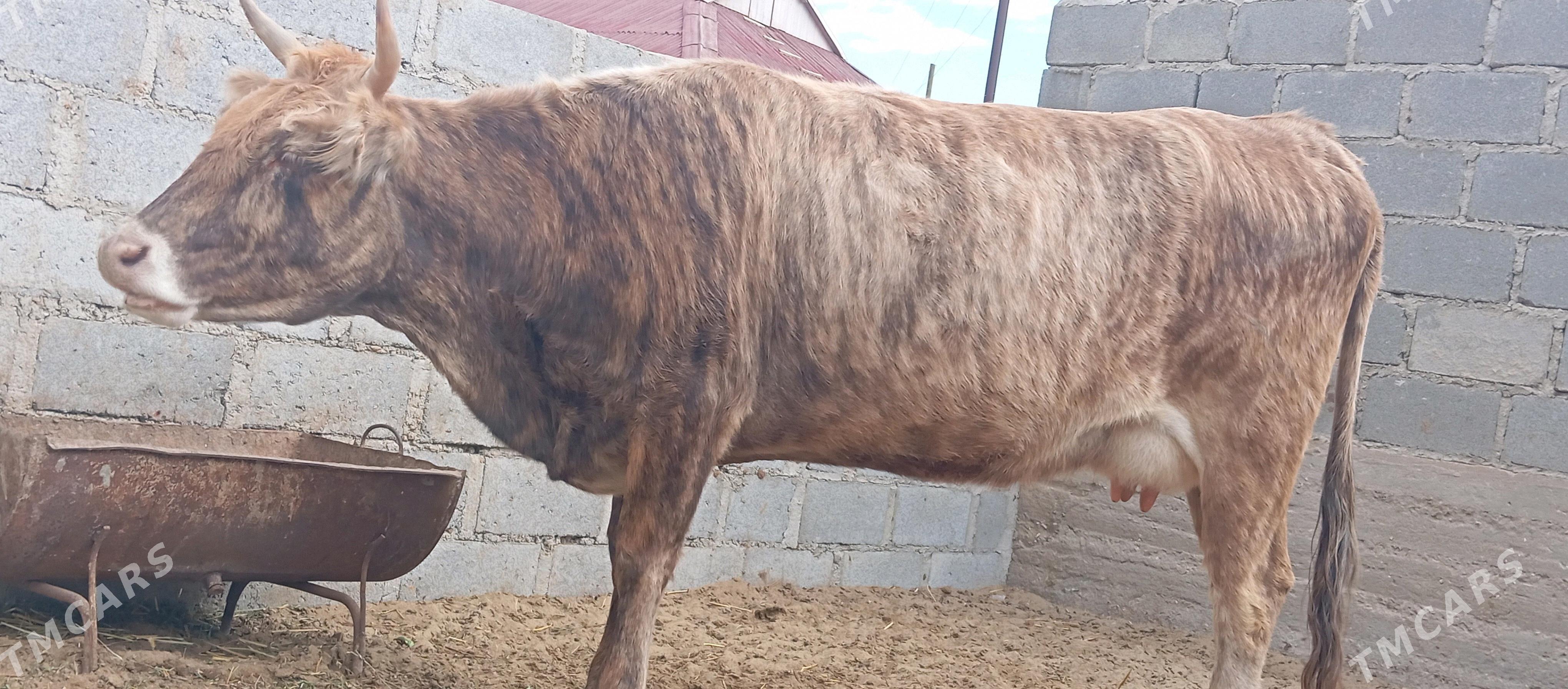 Sygyr - Гумдаг - img 3