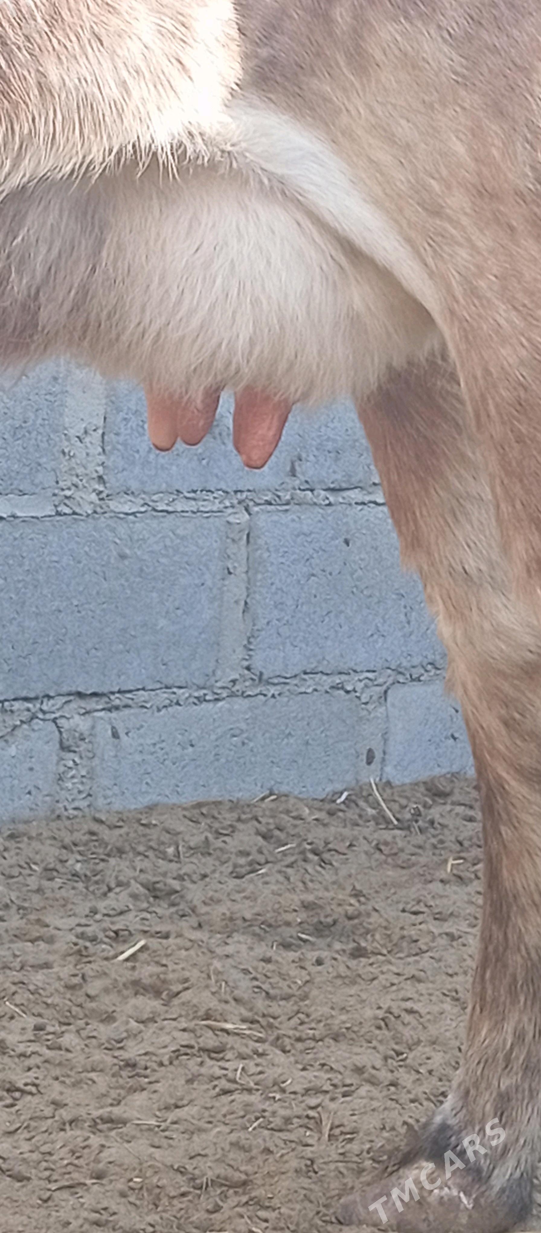 Sygyr - Гумдаг - img 5