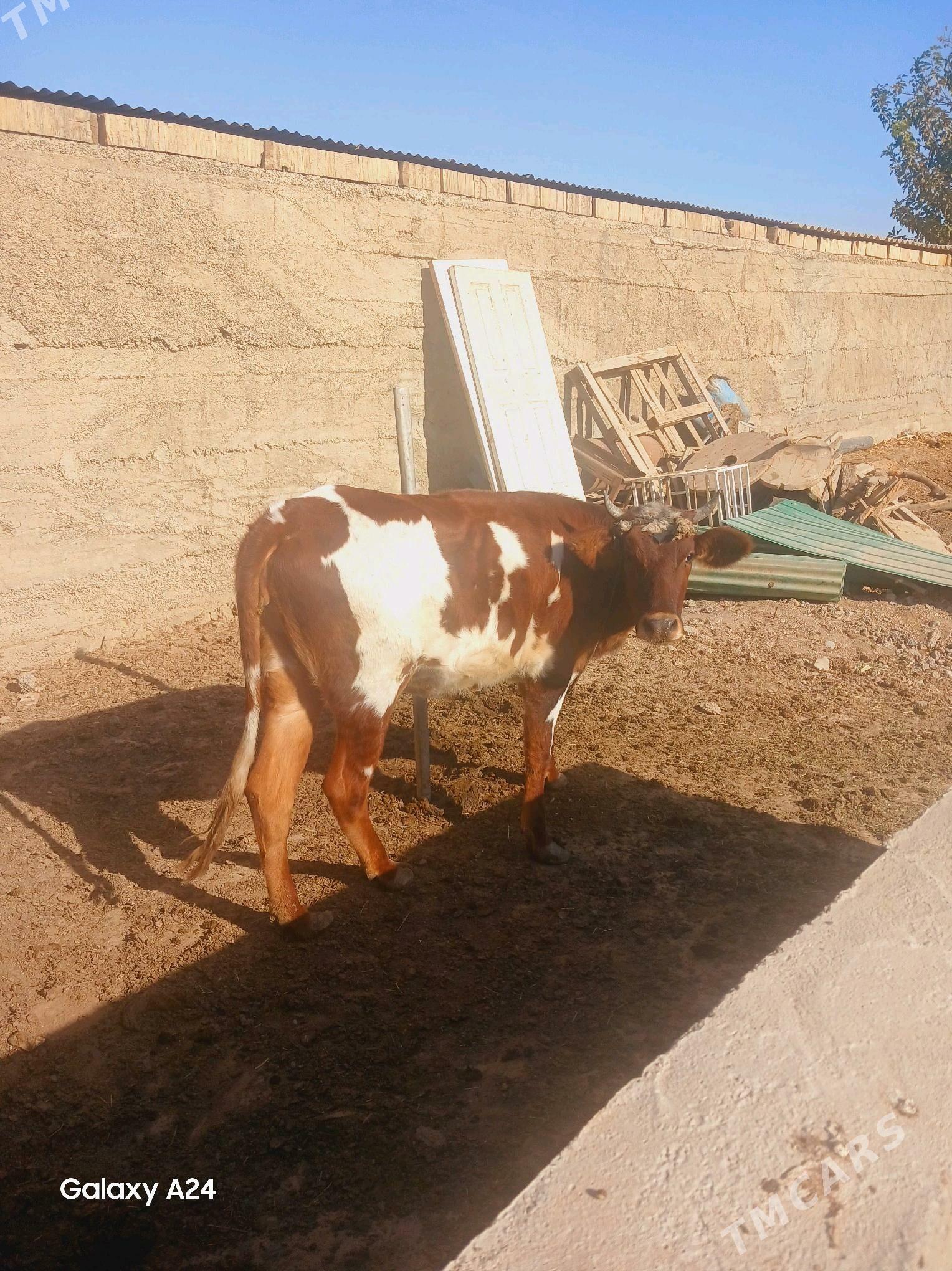 Tüwe - Гуртли - img 3