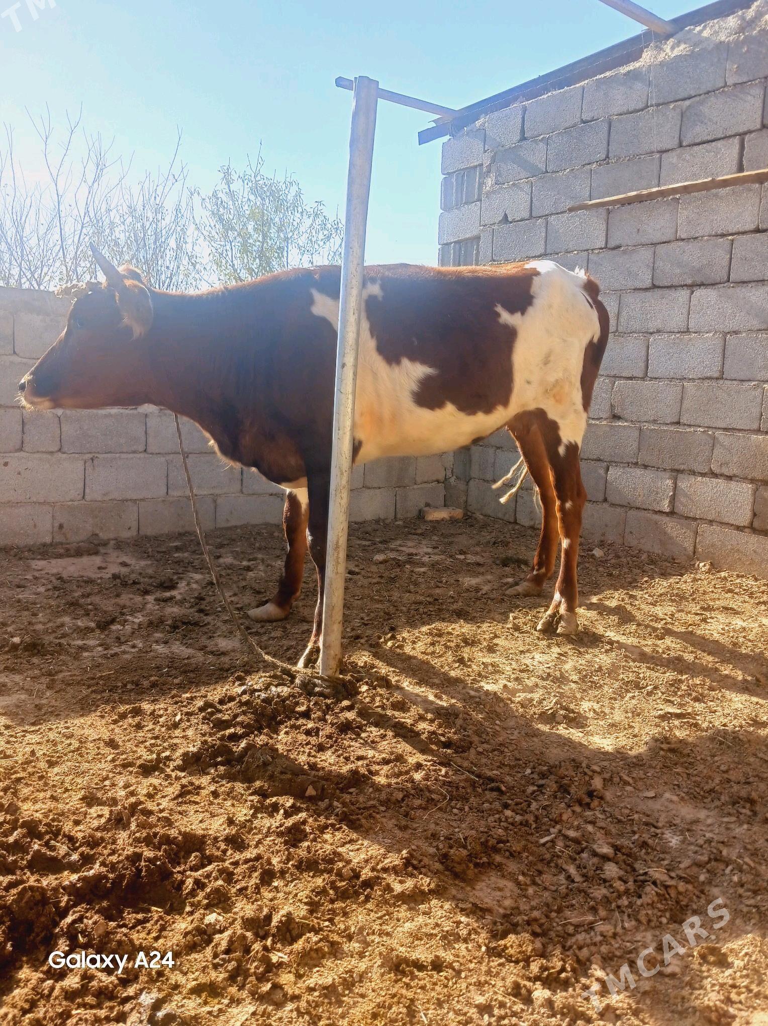 Tüwe - Гуртли - img 2