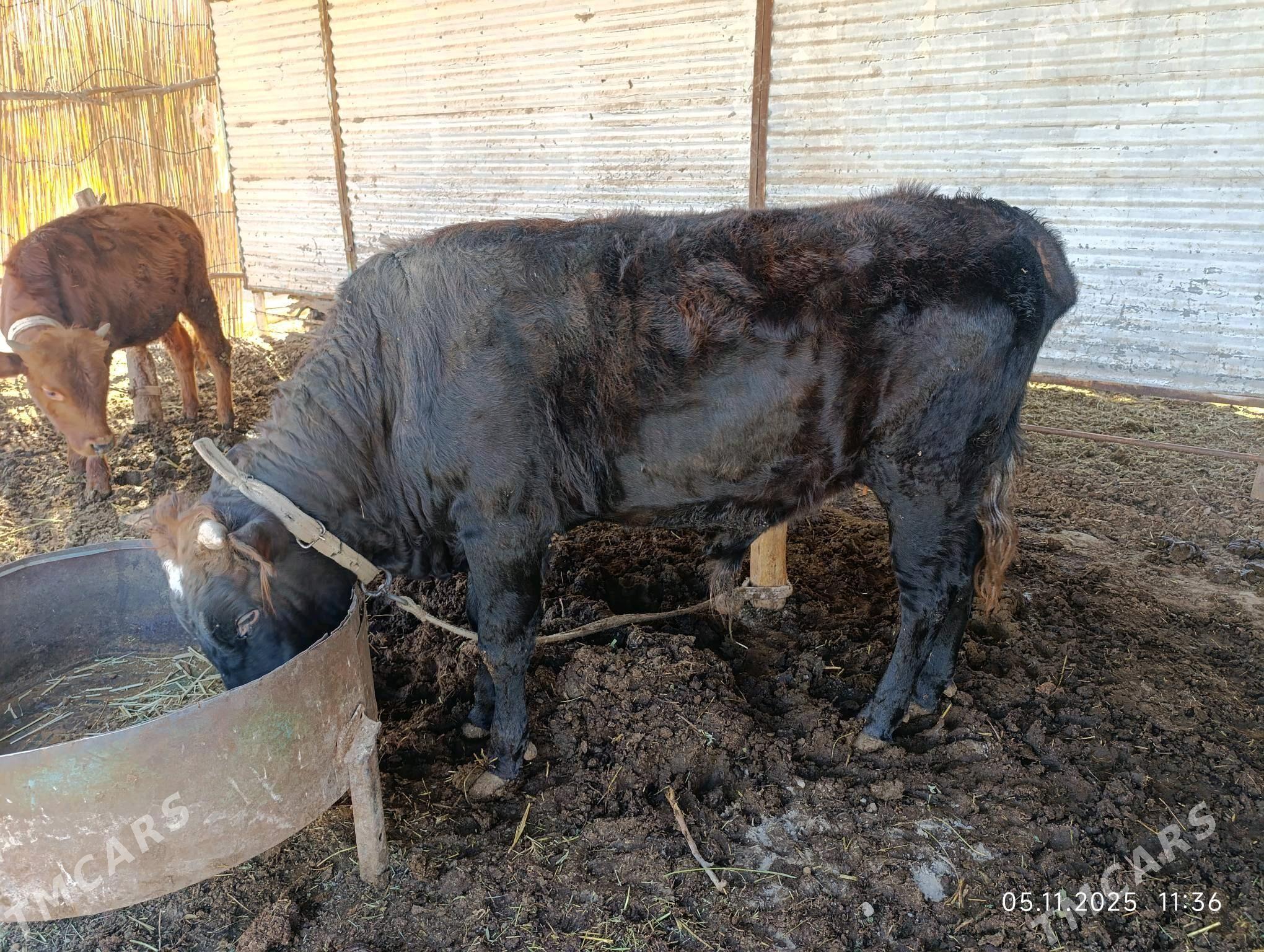 bakylan okuz - Murgap - img 2