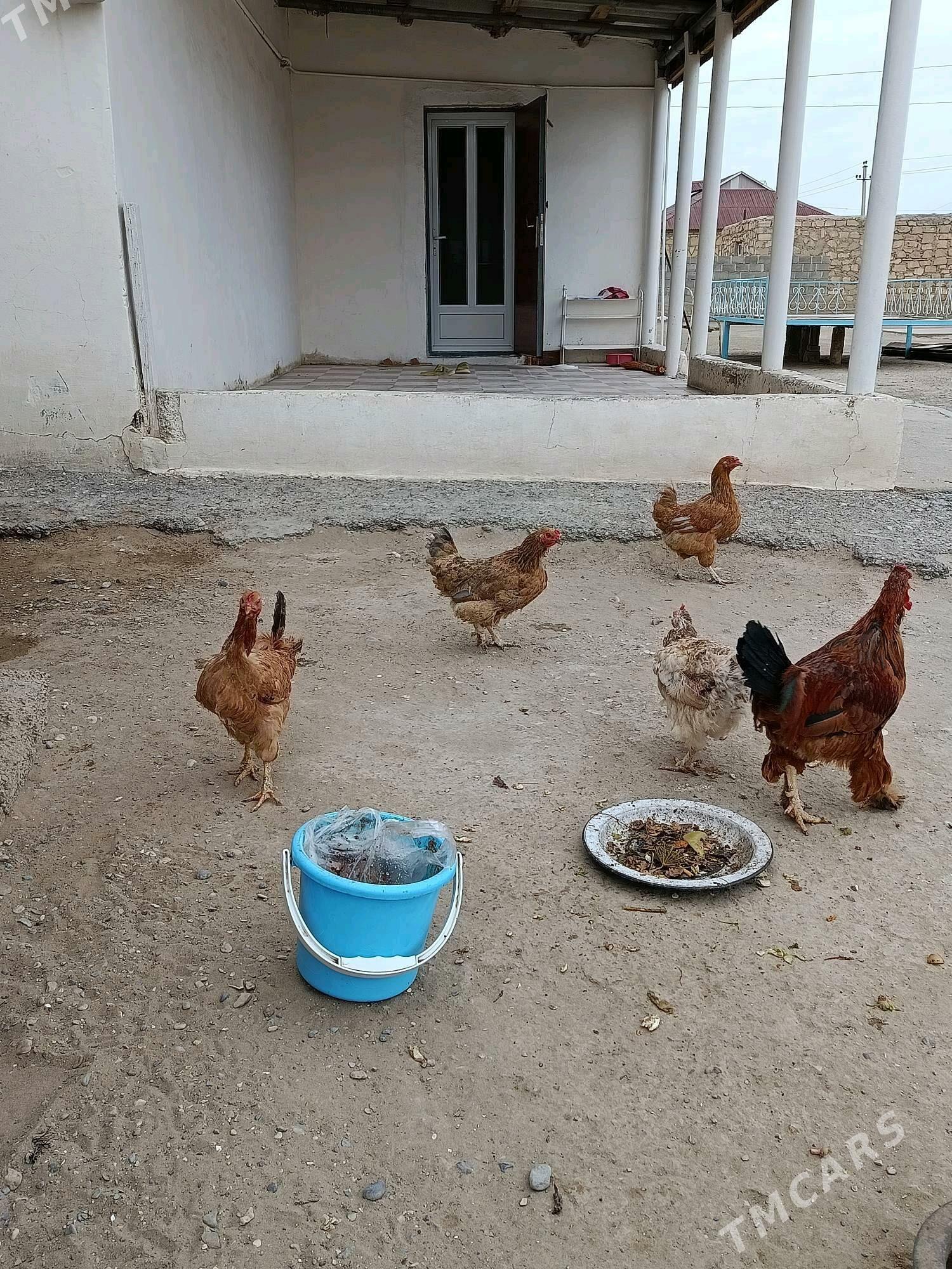 Towuk Horaz - Gumdag - img 2