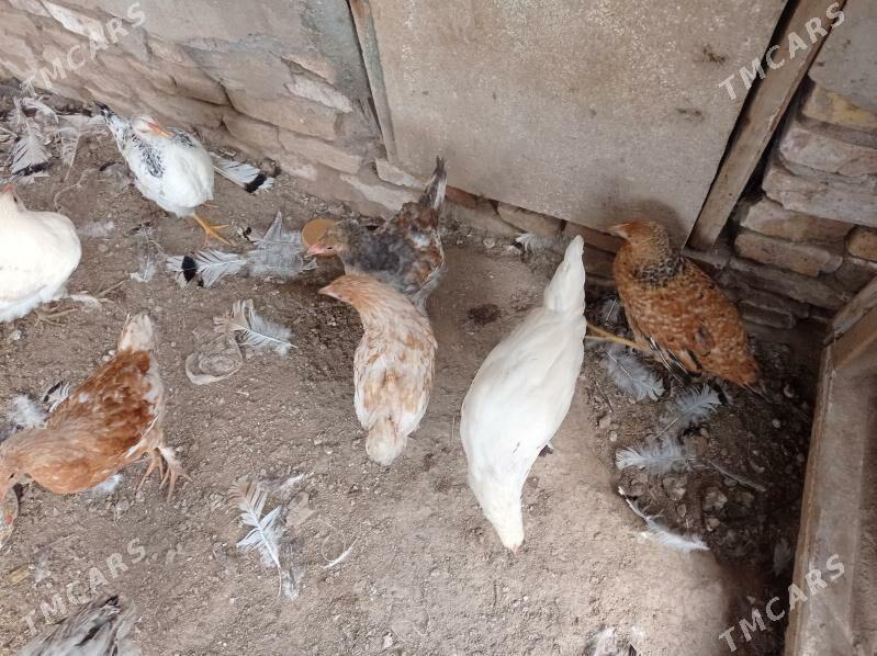 jujeler - Türkmenabat - img 2