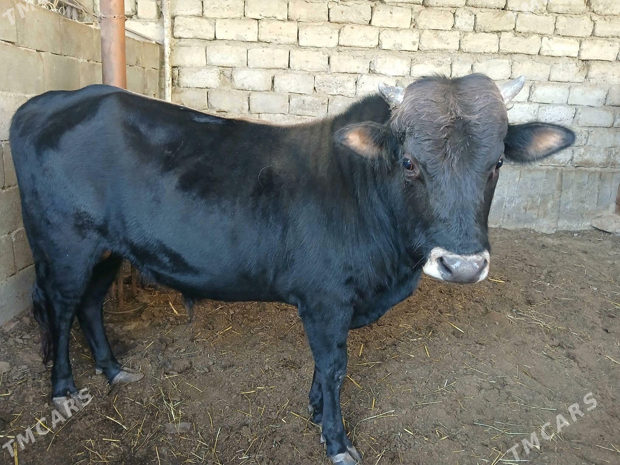 Okuz - Бузмеин - img 2