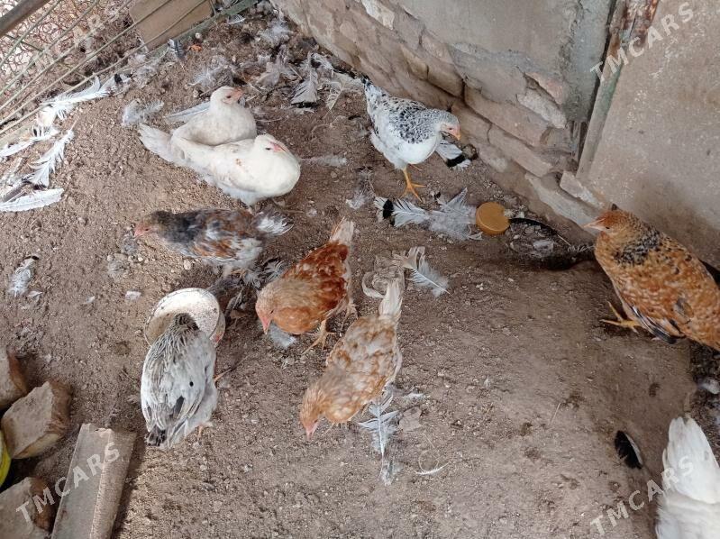 jujeler - Türkmenabat - img 1