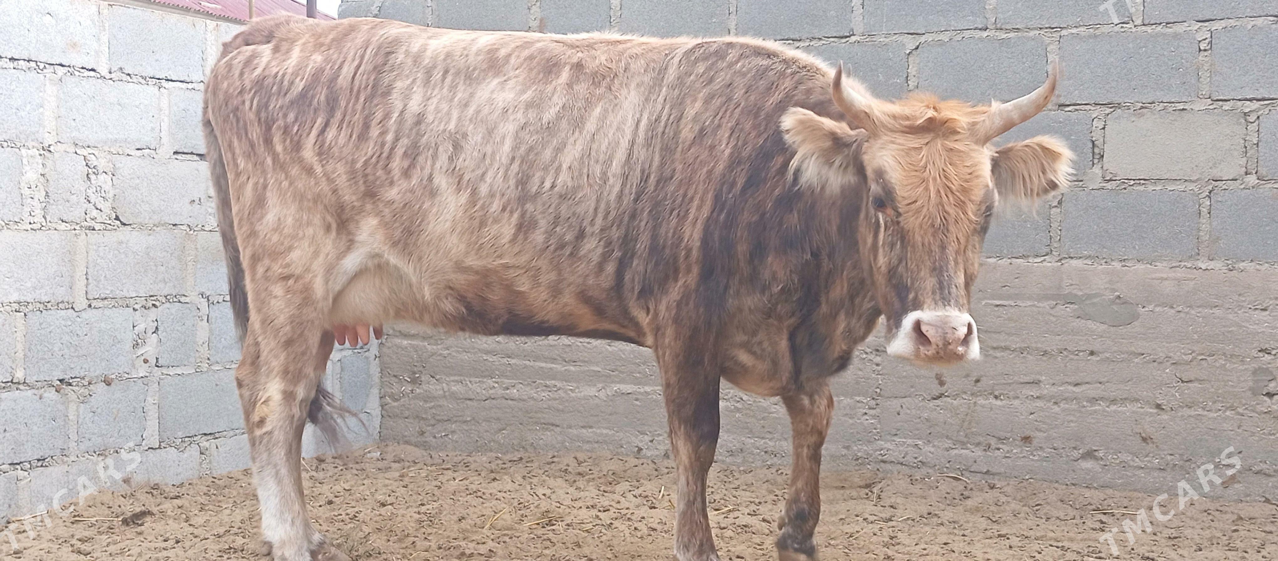 Sygyr - Гумдаг - img 8