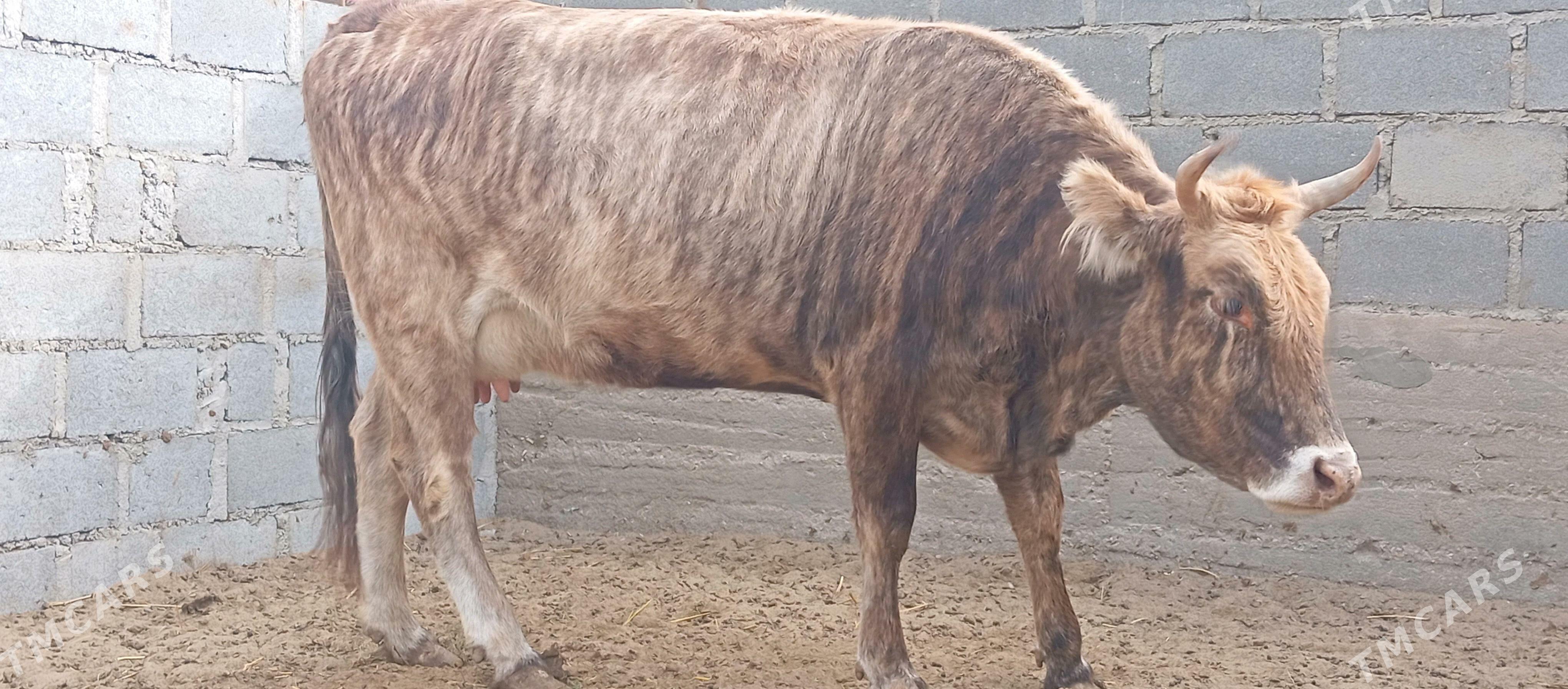 Sygyr - Гумдаг - img 7