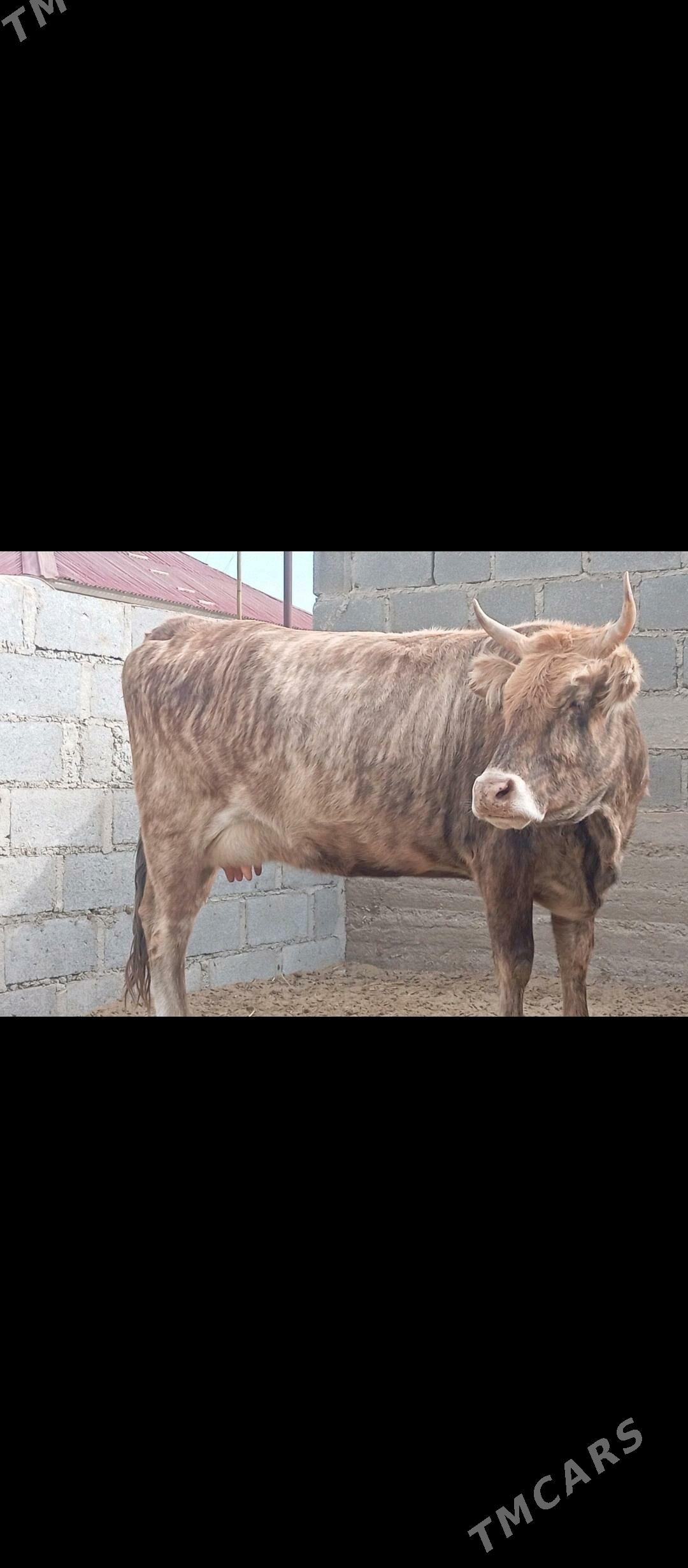 Sygyr - Гумдаг - img 9