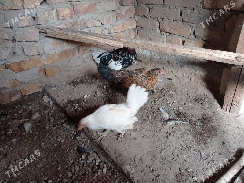 karlik - Türkmenabat - img 2