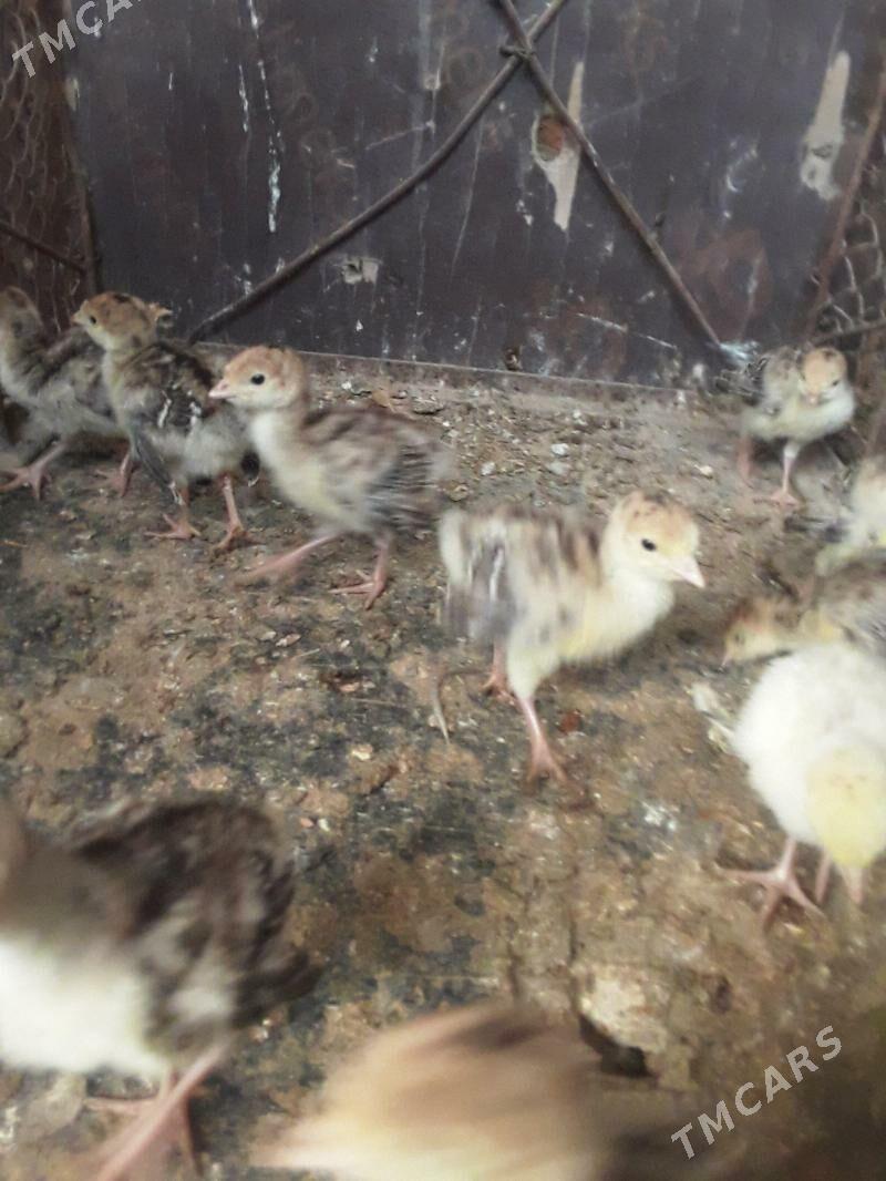 jüje - Aşgabat - img 2