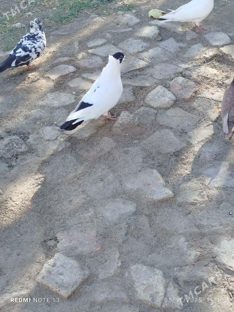 Kepderi - Байрамали - img 1