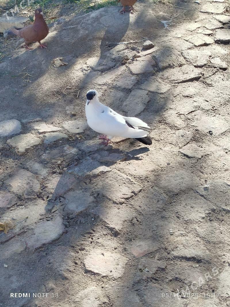 Kepderi - Байрамали - img 3