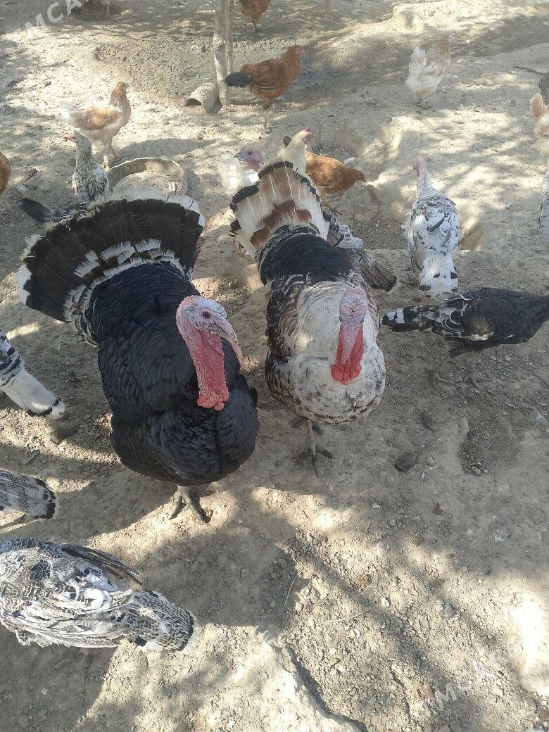 индюк - Гызыларбат - img 2