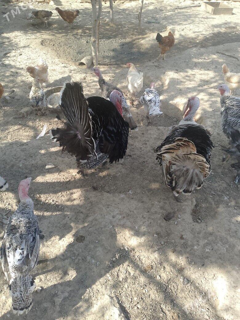 индюк - Гызыларбат - img 1