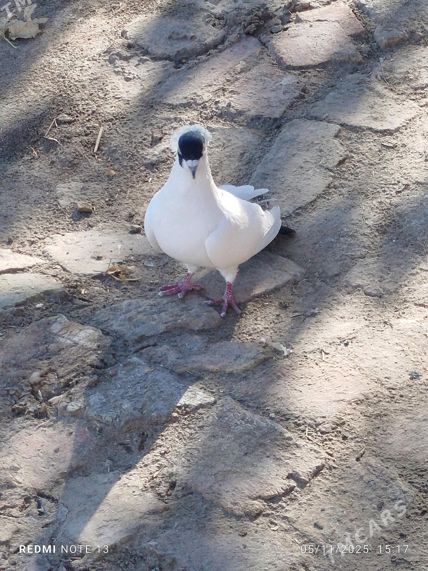 Kepderi - Байрамали - img 2