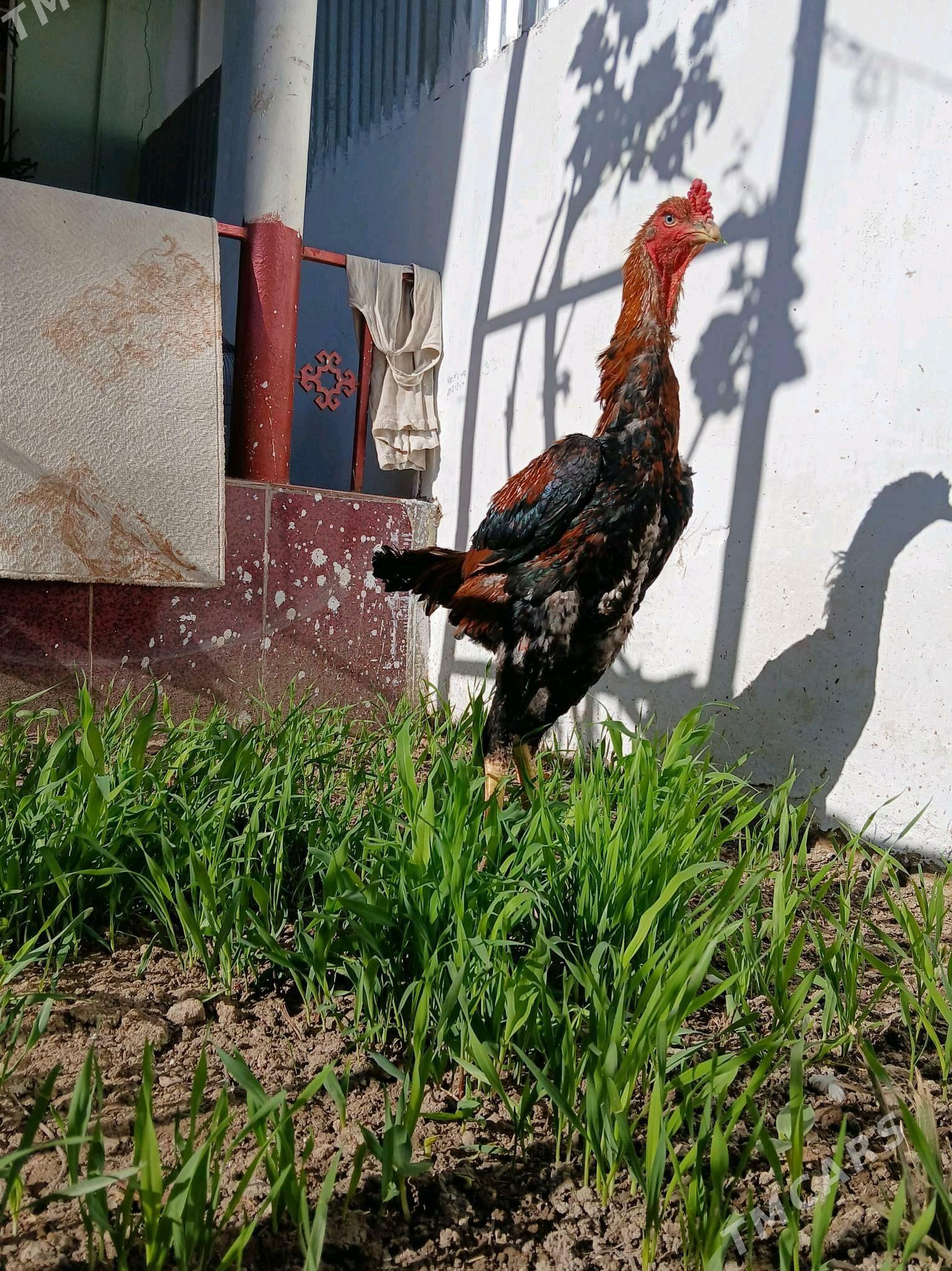 Horaz - Balkanabat - img 1