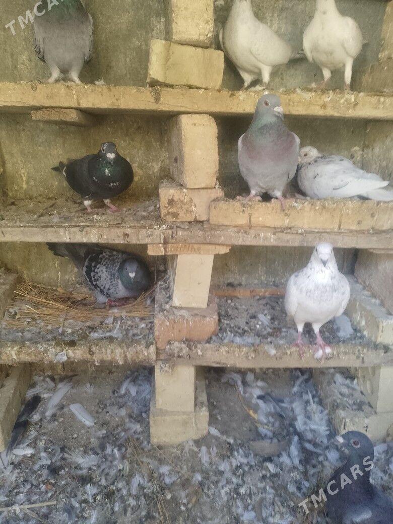 пашдовы - Гызыларбат - img 1