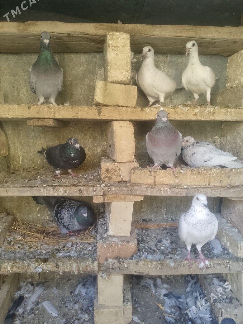 пашдовы - Гызыларбат - img 2