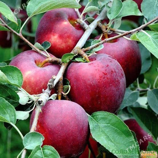 Miweli NAHAL bezeg - Täze zaman - img 3