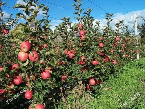 Miweli NAHAL bezeg - Täze zaman - img 2