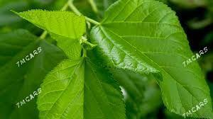 Miweli NAHAL bezeg - Täze zaman - img 6