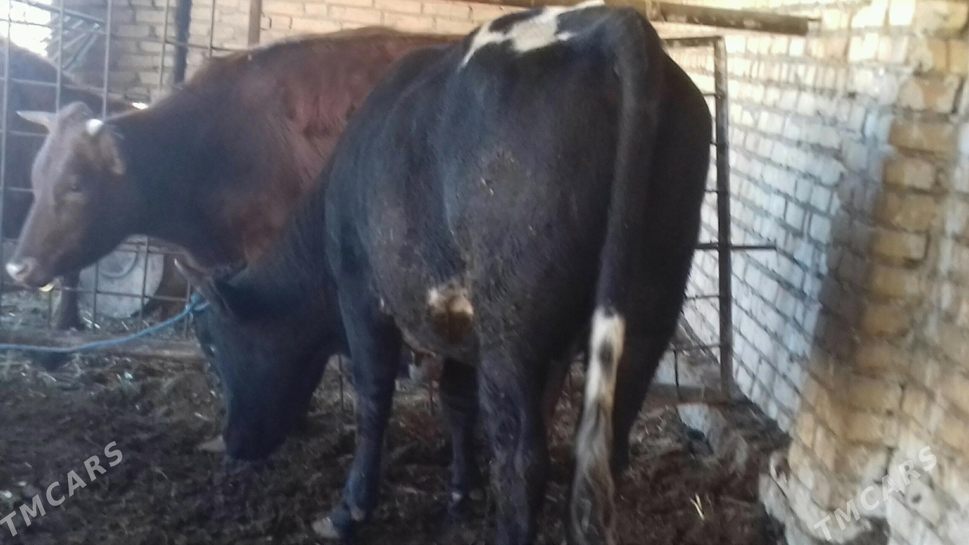 Baklyk . Öküz . - Çärjew - img 2