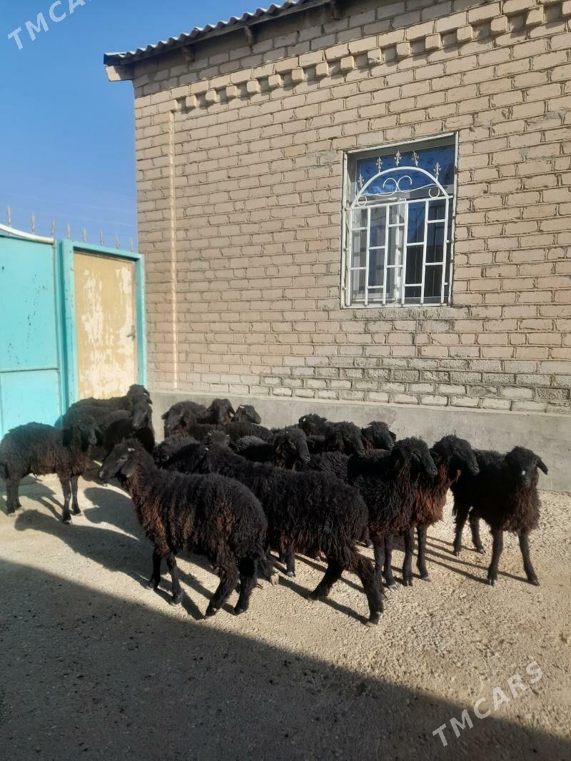 tokly - Гарадамак Шор - img 1