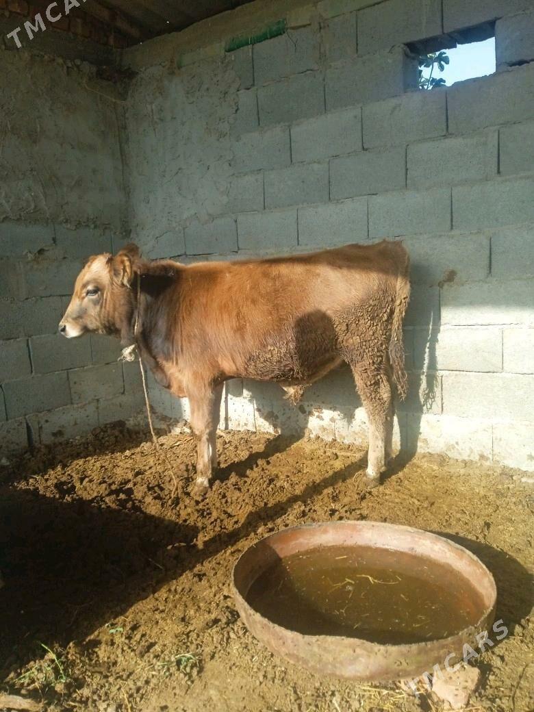 okuz - Бахарден - img 6