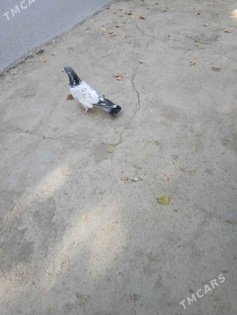 kepderi - Ашхабад - img 2