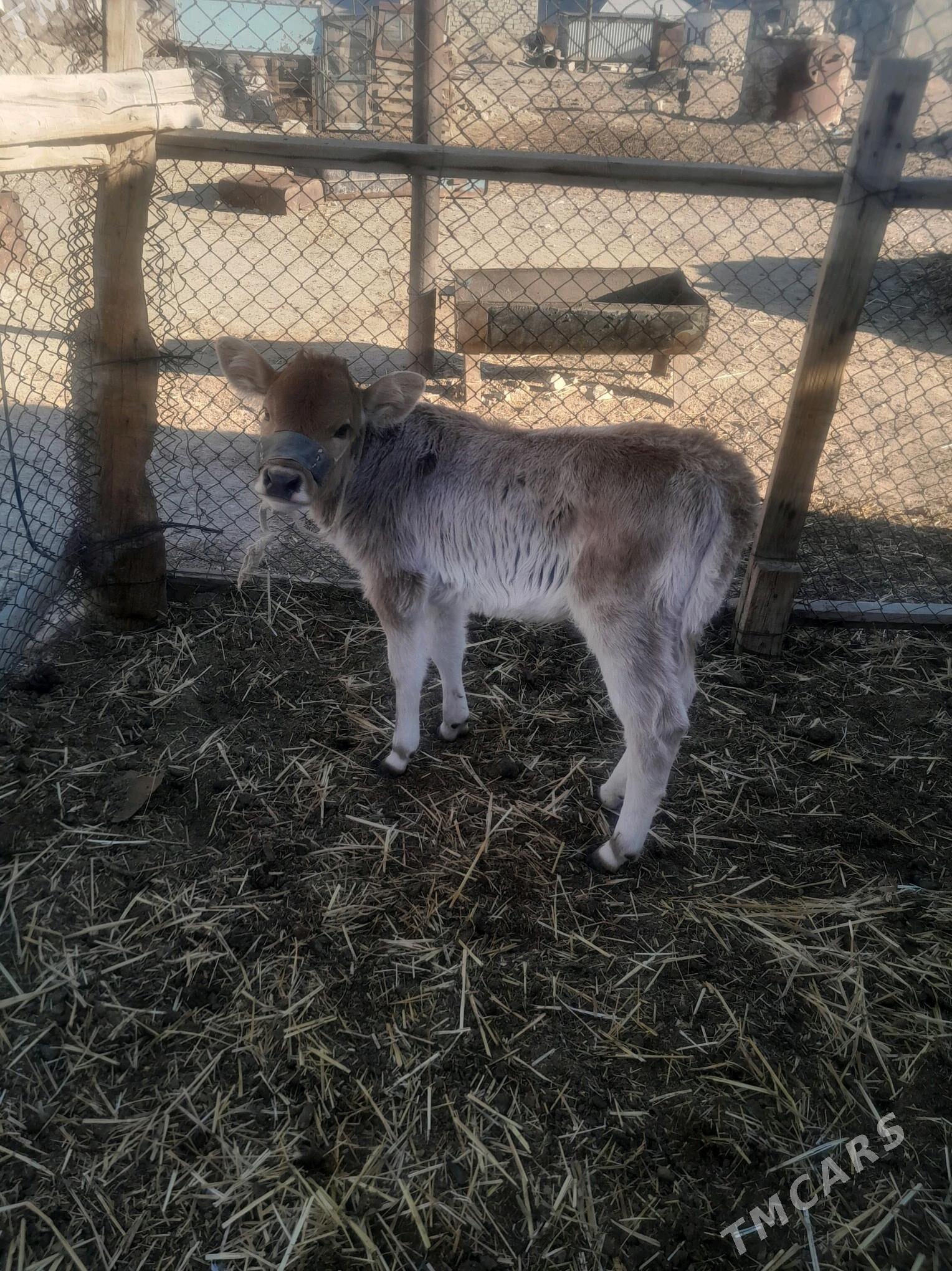 göleli sygyr - Джебел - img 2